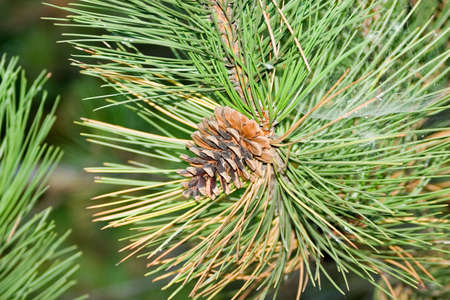 Pine-tree branch