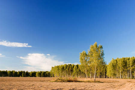 Birch with forest & blue sky at backgroundの写真素材