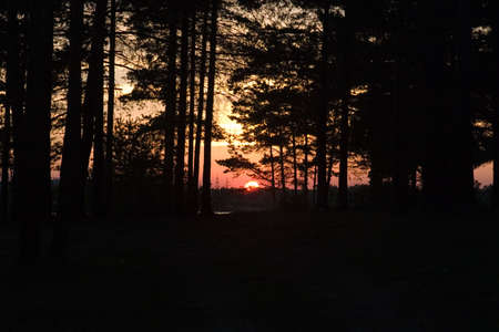 Sunset in forestの写真素材