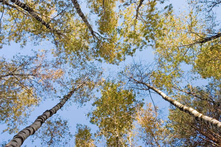 Birchen forestの写真素材
