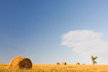 Hayrickの写真素材