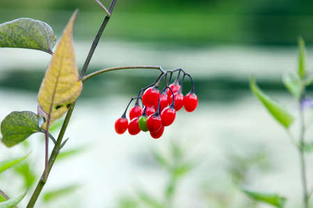 Red berryの写真素材