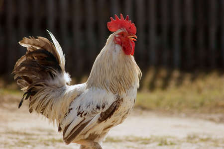 Game-cockの写真素材