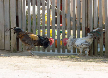 Game-cocksの写真素材