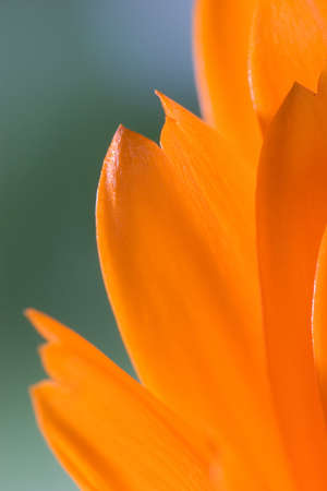 Petals of orange flower(Calendula) macroの写真素材