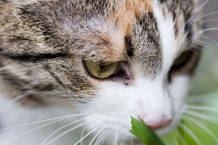 Ñat tasting grass close up portretの写真素材