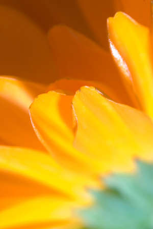 Petals of orange flower(Calendula) macroの写真素材