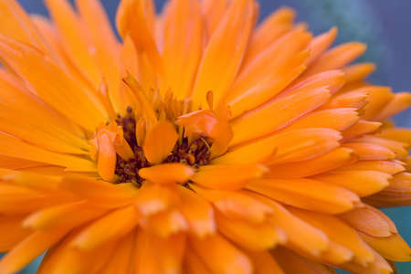 Orange flower(Calendula) macroの写真素材
