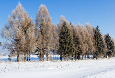 Frosten trees