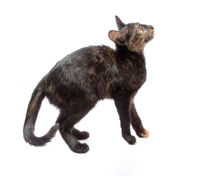 Cat isolated on white