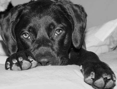 black labの写真素材