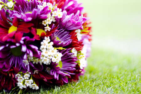 purple daisy flowersの写真素材