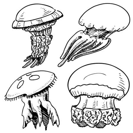 Jelly fish collectionのイラスト素材