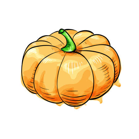 Pumpkin isolated on white.のイラスト素材