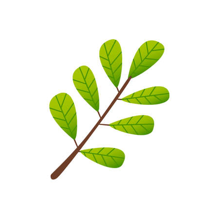 Cartoon green leaves branch isolated on white.のイラスト素材