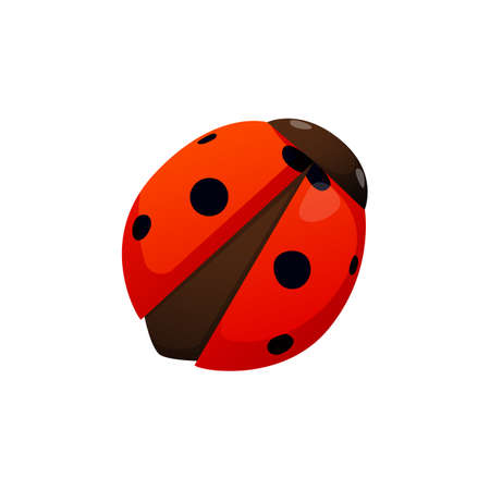 Bright colorful ladybug insect isolated on white.のイラスト素材