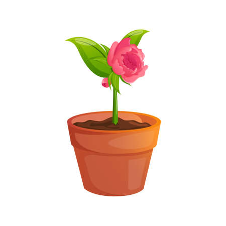 Bright colorful spring flower in a pot.のイラスト素材