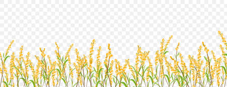 Flowers herbs border on transparent background.のイラスト素材