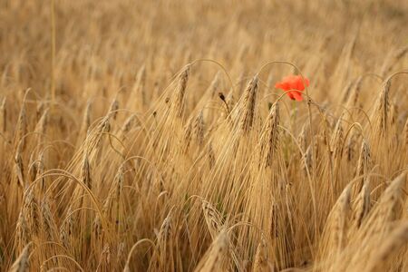 Golden wheat growing in a farm field, closeup on earsの写真素材