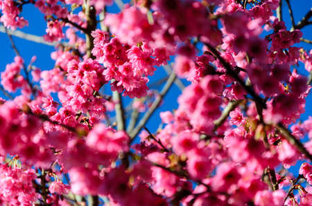 Wild Himalayan Cherryの写真素材