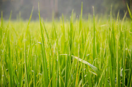 the riceの写真素材