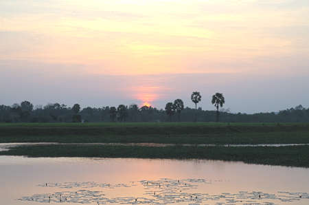 cornfieldの写真素材
