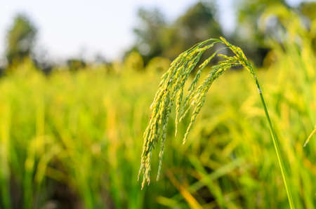 rice fieldsの写真素材