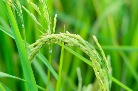 rice fieldsの写真素材