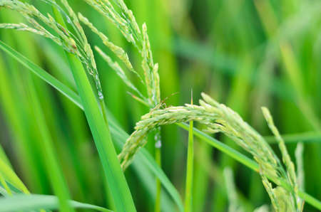 rice fields