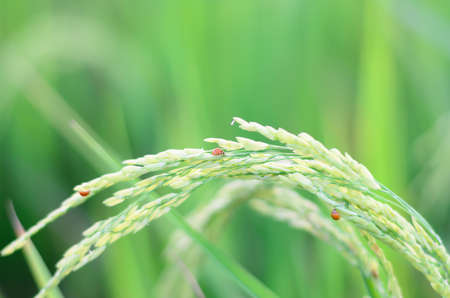 rice fieldsの写真素材