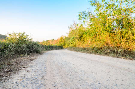 Rubber tree row with blue sky at South of Thailandの写真素材