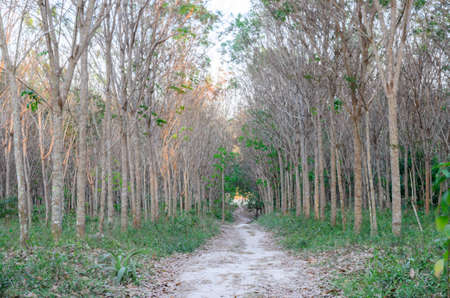 Rubber tree row with blue sky at South of Thailandの写真素材