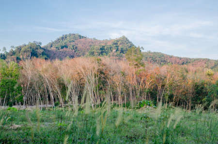 Rubber tree row with blue sky at South of Thailandの写真素材