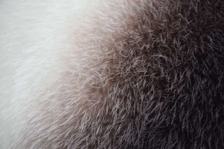 Mink fur. Fur texture of light beige color close-up background. Brown mink fur coat texture background. Animal fur texture fees. Short brown natural short hair animal close up.の写真素材