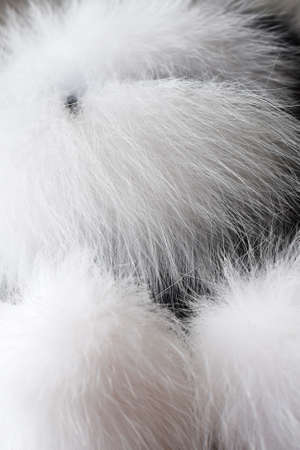 Fox fur texture of dark brown color close-up background. Black mink coat texture background. Animal fur texture. Natural short hair animal close up.の写真素材