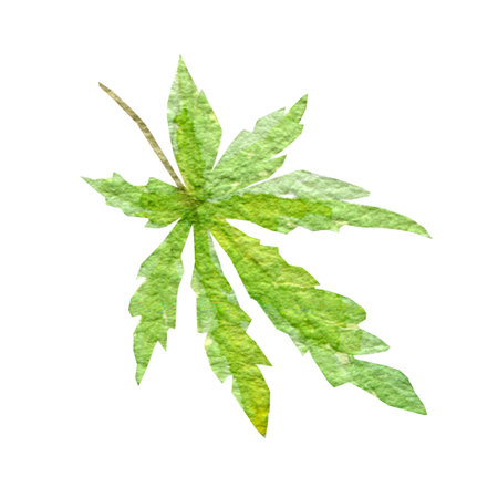 Bright green cannabis indica leaf painted in watercolor. Realistic scientific illustration of plant. Hand drawn marijuana illustration isolated on white background. Design elementの写真素材