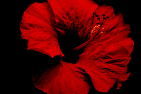 Red Flowerの写真素材