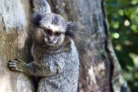 Tamarin Monkey holding onto a tree