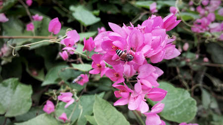 Bee on a flowerの素材