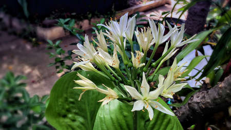 White Flowers の素材