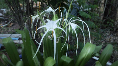 White flowerの素材