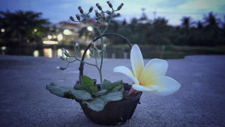 Flower in a little basket の素材