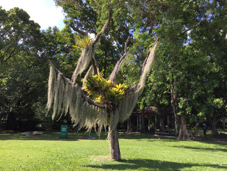 King park, Bangkok Thailandの素材