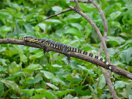 Water monitor is sleepingの素材
