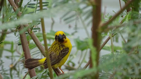 Oriole birdの素材