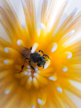 Close up of bee on white lotus flower.  Lotus flower close-up shot,Yellow pollen of lotus.の素材