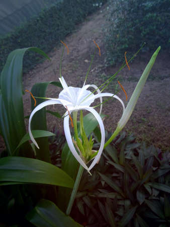 Close up on white flower in gardenの素材