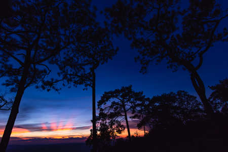 Panoramic twilight sky with silhoette trees at Phu Kra Dung National park of Thailandの写真素材