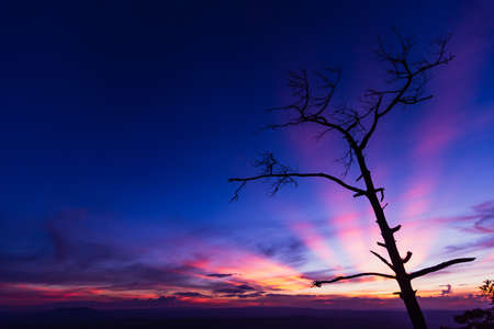 The tree and a landscape of mountain ridges, sunset sky, and clouds.  Location place Phu Kra Dung National park of Thailand.  in vintage styleの写真素材