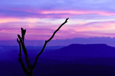 The dead tree and a landscape of mountain ridges, sunset sky, and clouds.  Location place Phu Kra Dung National park of Thailand.  in vintage styleの写真素材